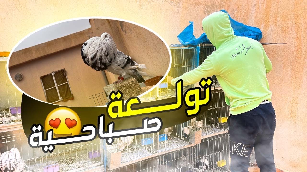 توليعة صباحية فالحمام 🕊️😍شوفو الفراخ كبرو تبارك الله 🙏🏻❤️