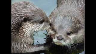 Otters in Love (Holding Hands in a Stream)  The Song