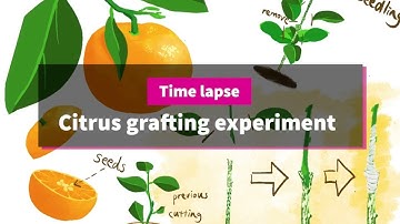 Procreate Time Lapse of Citrus Grafting Experiment