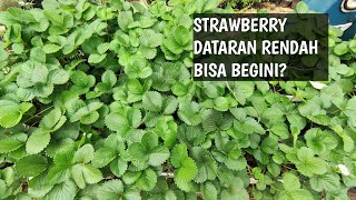 RAHASIA TANAM STRAWBERRY DIDATARAN RENDAH BISA BERBUAH