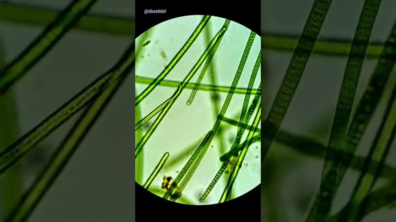 Algae Microscope algae-microscope