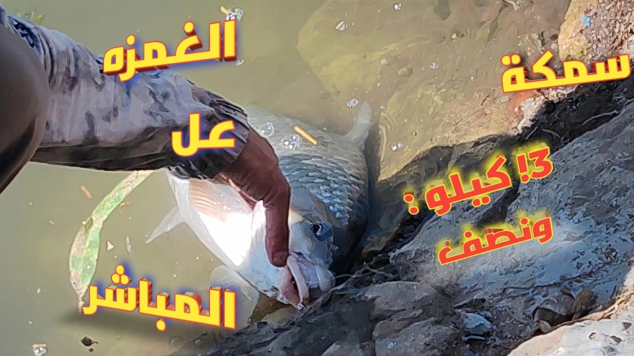 👁️‍🗨️! شاهد اللحظات المثيرة! وقت دخول سمكة 3كيلو عل الطعم!! : 2025'! #صيد #hunting #اكسبلور '!!