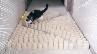 The cats challenged the paper cup challenge!