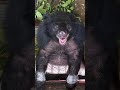 The Transformation Of A Broken Bear ❤ #AnimalsAsia #Bears #AnimalRescue