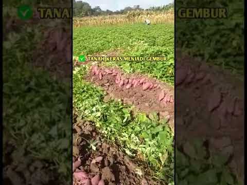 Video: Sweet Potato Greens - Informasi Tentang Makan Daun Anggur Kentang
