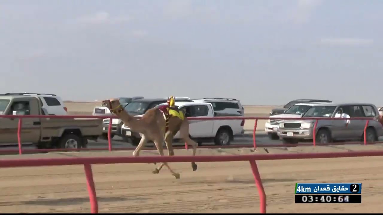 اليوم الاول حقايق مواطنين الفترة المسائية الشوط 2