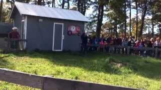 Pig Races at Argos Farm NJ