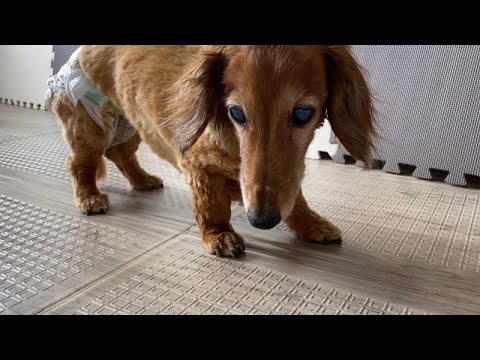 老犬仕様 17歳わんこのお部屋を模様替え ミニチュアダックスフンド Youtube 老犬仕様 17歳わんこのお部屋を模様替え ミニチュアダックスフンド Youtube