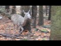 Battue au gros gibier dans la traque ! (sanglier, cerf, chevreuil...)