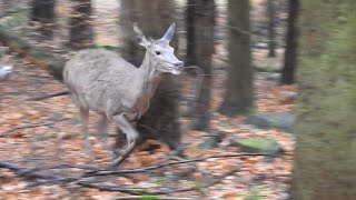 Battue au gros gibier dans la traque ! (sanglier, cerf, chevreuil...)