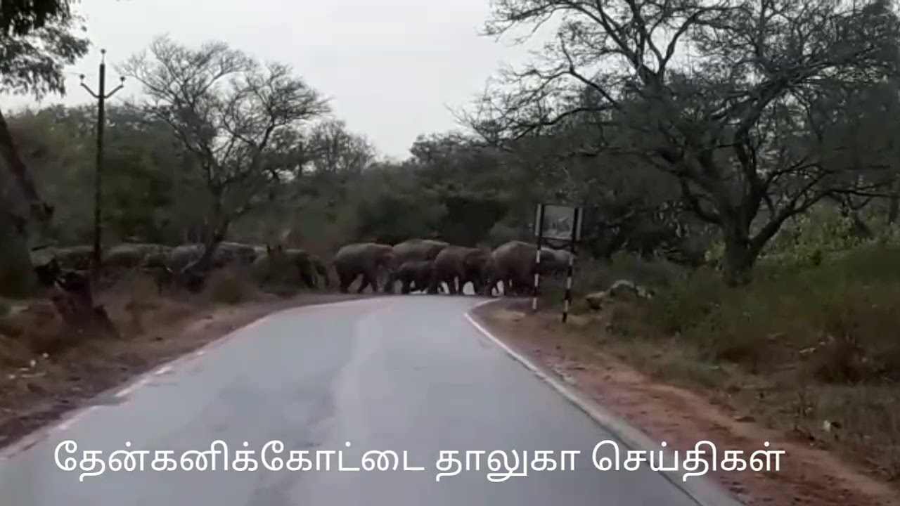 Denkanikottai near Noganoor elephant