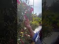 Nature truly has no substitute.#nature #dailyshorts #peace #calm #naturelovers #ytshorts #shortvideo