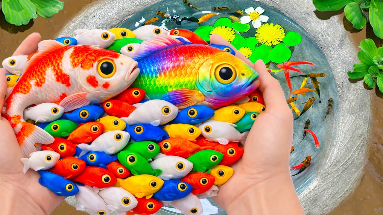 Catch Beautiful Aquarium Fish in Small Pond Baby Turtles, Snails, Eels, Pencil Fish, Frogs, Crabs