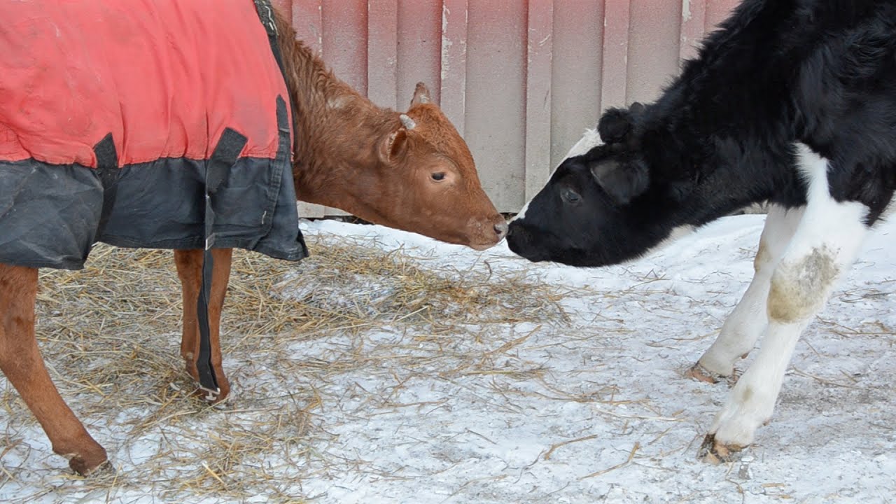 Ari and Nik Meet for the First Time