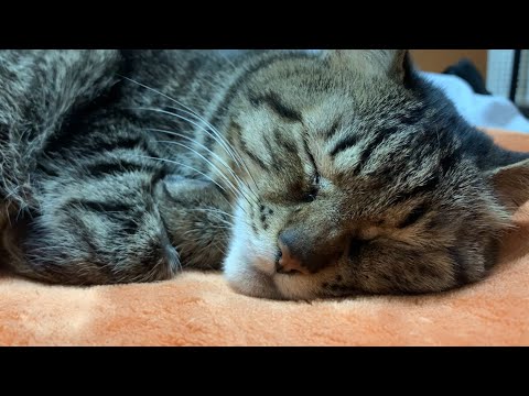 【猫】もう寝てもいいんだよ・・