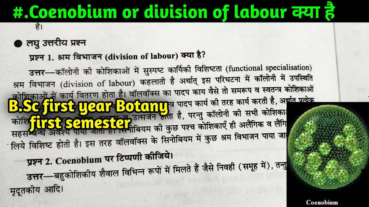 What Is Coenobium What Is Division Of Labour B Sc 1st Year Botany 