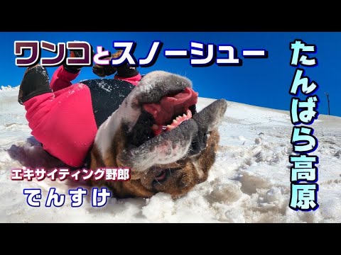 ワンコと雪原スノーシューハイク【たんばら高原】2021.2.28 【4K】