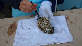 ヤマヨ水産・殻付き牡蠣の剥き方