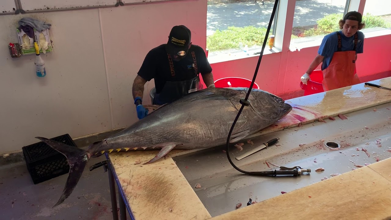 252# tuna filleted in 4 minutes!