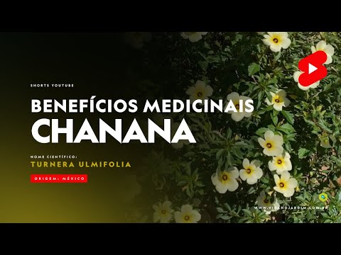 Vídeo: Flor Echinacea: cultivo, propriedades medicinais e características