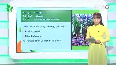 Nguyên nhân cây cà phê bị nhiễm bệnh thối rễ do nấm