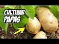 Como CULTIVAR una TONELADA de PATATAS o PAPAS 🥔 | La Huerta de Ivan