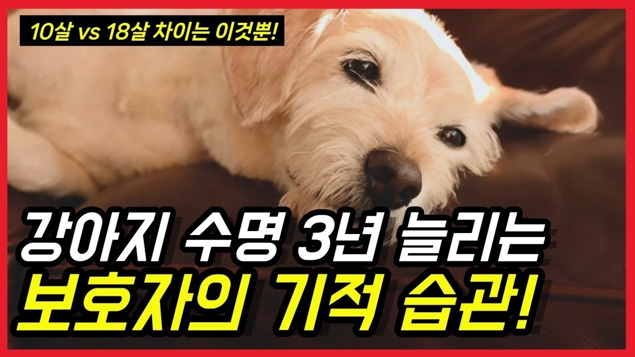 강아지 수명 3년 늘리는 기적 습관 10가지! | 10살 vs 18살 차이는 이것?ㅣ수의사가 추천하는 수명 비법!