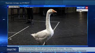 Новичок труппы – гусь Григорий Новичок труппы – гусь Григорий