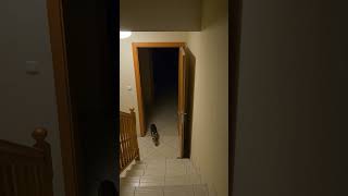 My Cat When I Secretly Film Her