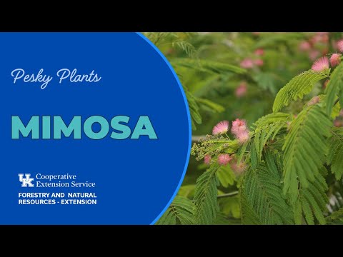 Video: Mimozų medžių tvarkymas – patarimai, kaip kontroliuoti mimozų medžius
