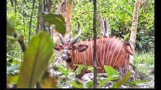 Hunt for elephant - buffalo - Bongo. BIG5 in Cameroon! Охота на слона - буйвола - бонго в Камеруне.