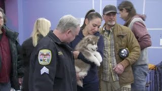 86 puppies rescued from pet store fire
