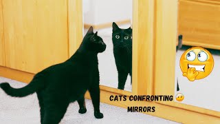 Cats Confronting Mirrors - Laugh Out Loud Moments! 😹🪞 [Exclusive Funny Pets]