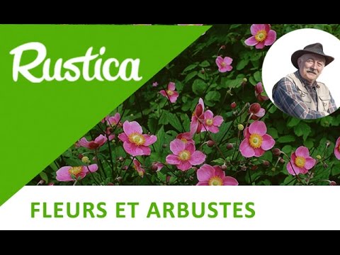 Vidéo: Les anémones sont-elles des plantes ?