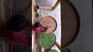 阿嬷上山采春茶，纯手工炒制绿茶，味道香醇比买的还好喝！#农村生活【闽湖阿嬷Fujian Grandma】