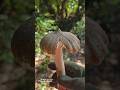 Forest Treasure Uncovered: Solid, Long and Beautiful 😲💪 #4K #nature #mushroom