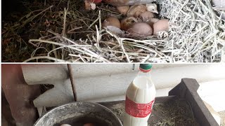 Қозыға сүт бердік. Балапан көрдік. 🐣🐣🐣