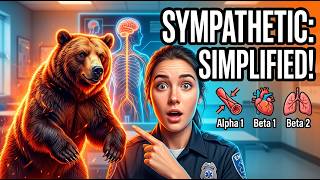 The Sympathetic Nervous System Explained
