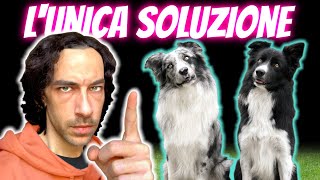 Il SEGRETO per RISOLVERE TUTTI i PROBLEMI col CANE | Rinforzo + rinforzo