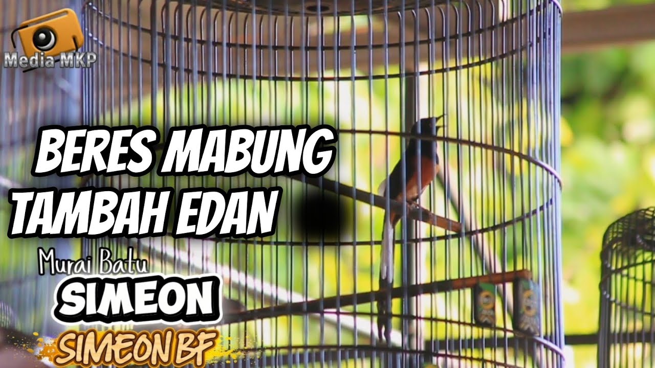 TEMBAKAN SELONJORAN Murai Batu SIMEON, Beres Mabung Tambah EDAN‼️😱