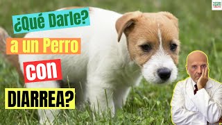 ¿QUE DARLE A UN PERRO CON DIARREA?