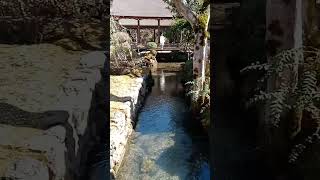 【Japan】Kamigamo-Jinja Shrine【Kyoto Travel Guide】 #Shorts