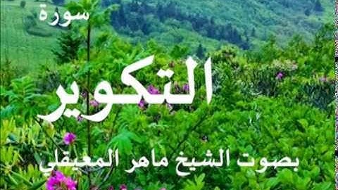 سورة التكوير بصوت الشيخخ / ماهر المعيقلي 81