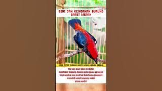 Cara merawat burung kemade Avatar yang baik dan benar  #burung #kicaumania #kicaumaniaindonesia #lov
