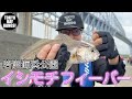 【初心者必見！】若洲海浜公園でイシモチフィバー！ TOKYO BAY GANGS