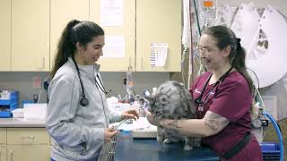 Join our team at BluePearl Pet Hospital in Midvale, UT