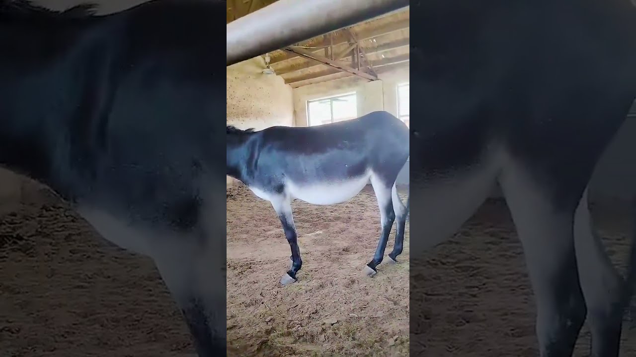 Donkeys Live Among And Horses 57