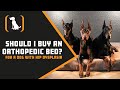 Should I Buy An Orthopedic Bed For A Dog With Hip Dysplasia?