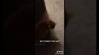 “Mother this is urgent Come Quick” funnyvideos funnycatvideos catmemes catmemesfunny tiktok