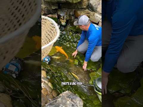 Buster Poseys Koi Going To Shaq For His New 500 Thousand Gallon Koi Pond! Koi Koipond Shorts